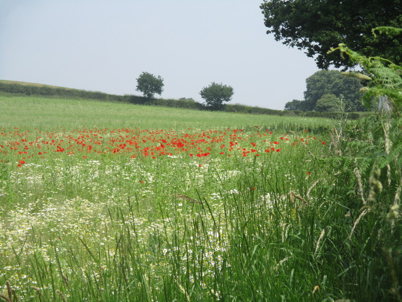 field flowers